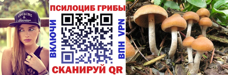 blacksprut зеркало  Губкинский  Псилоцибиновые грибы Psilocybine cubensis  купить  